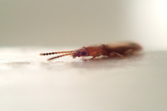 Cryptamorpha desjardinsi