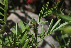 Dalea polygonoides