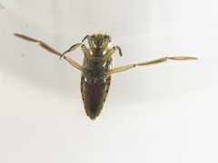 Notonecta lunata