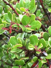 Arctostaphylos nummularia