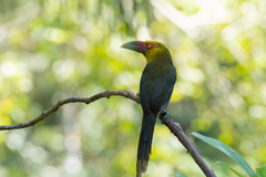 Pteroglossus bailloni