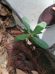 Barringtonia asiatica