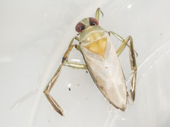 Notonecta lunata