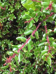 Arctostaphylos nummularia