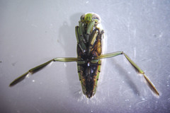 Notonecta lunata