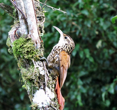 Lepidocolaptes falcinellus