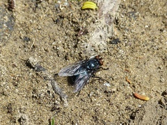 Cynomya