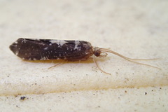 Polyplectropus
