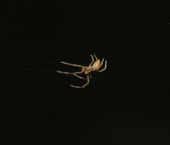Araneus stolidus