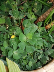 Pistia