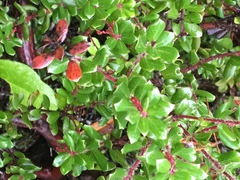 Arctostaphylos nummularia