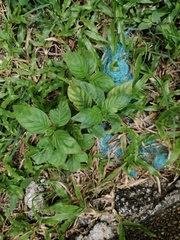 Ocimum basilicum