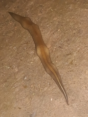 Geoplaninae