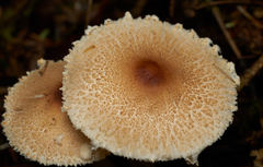 Lepiota magnispora