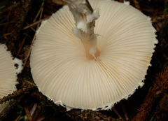 Lepiota magnispora