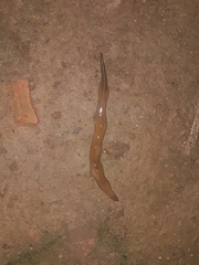 Geoplaninae