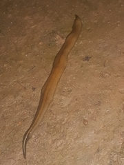 Geoplaninae
