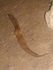 Geoplaninae