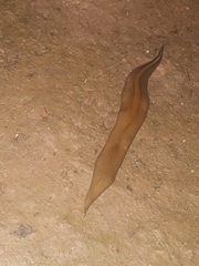 Geoplaninae