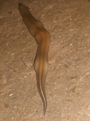 Geoplaninae