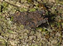 Vingselina crassa