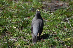 Turdus migratorius