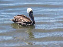 Pelecanus thagus