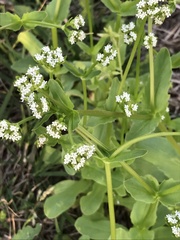 Valerianella amarella