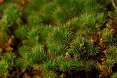 Selaginella hansenii