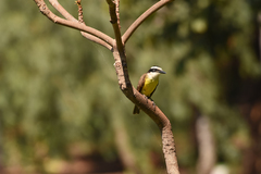 Pitangus sulphuratus