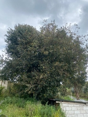 Prunus serotina salicifolia