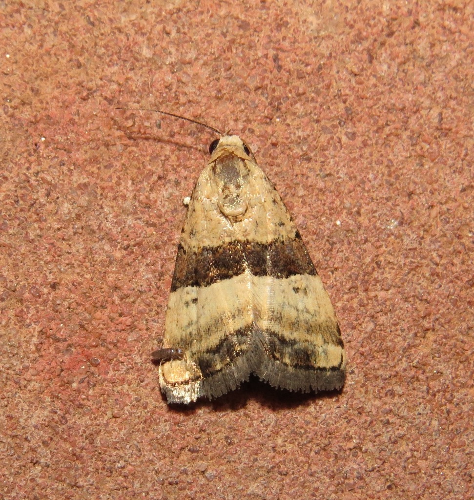 Pseudozarba opella