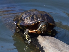 Trachemys scripta elegans