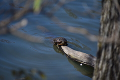 Trachemys scripta elegans