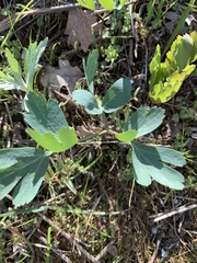 Lomatium californicum