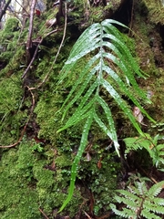 Microsorum novae-zealandiae