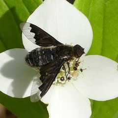 Hemipenthes morioides