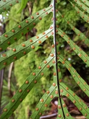 Microsorum novae-zealandiae