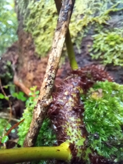 Microsorum novae-zealandiae