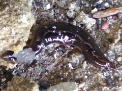 Platydemus manokwari