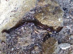 Platydemus manokwari