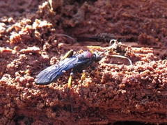Ichneumon centrator