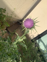 Silybum marianum