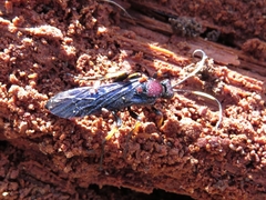 Ichneumon centrator
