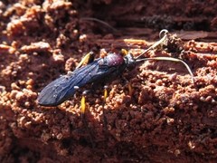 Ichneumon centrator