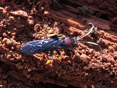 Ichneumon centrator