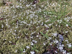 Teesdalia