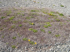 Muehlenbeckia ephedroides