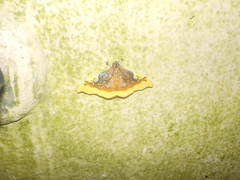Eupastranaia