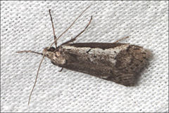 Assara holophragma